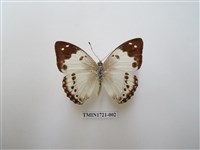 藏品(白蛺蝶)的圖片